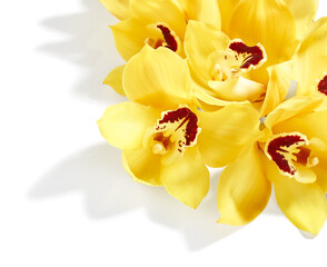 Beautiful cymbidium orchid flowers isolated on white background