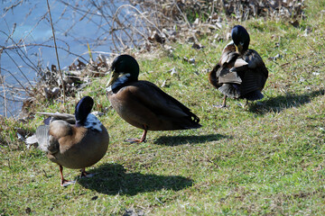 Germani reali sulla sponda del fiume