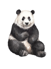 animal sketch cute big fluffy panda wildlife theme watercolor drawing