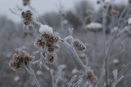 bardane &eacute;pinette macro paysage d'hiver