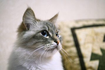 Head of white and gray cat with expressive look. Close up view.