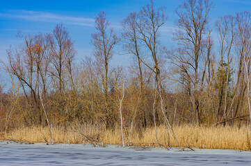 Deciduous trees and melting ice on the river.
