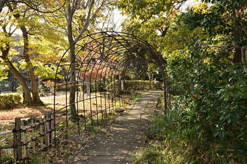 bridge in autumn park