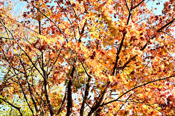 autumn leaves in the sun