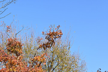 branches against blue sky