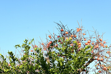 field of flowers