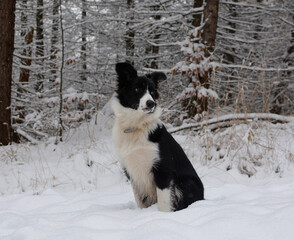 Border collie w zimowym lesie