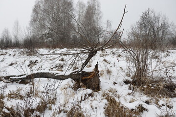 A dry tree gnawed by a beaver and fell