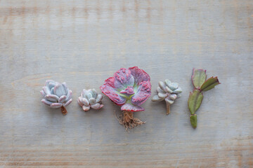 Beautiful natural different succulent flowers on vintage wooden background