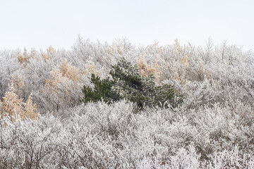 snow covered pine tree