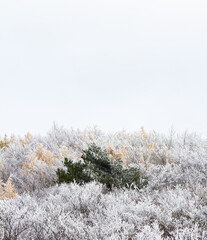 snow covered pine tree