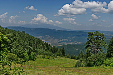Green forest, road and flower meadows in Rila mountain, Bulgaria  
