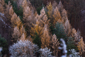 autumn forest in the mountains