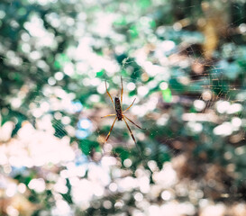 dragonfly on a branch