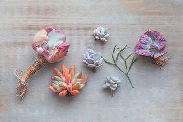 Set of different colorful succulent flowers on vintage wooden background