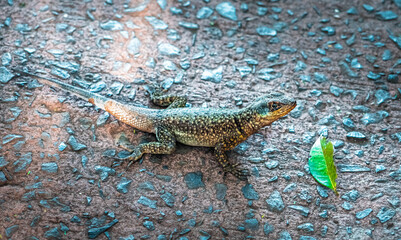 lizard on the stone