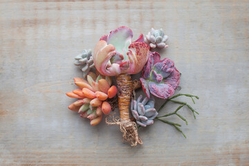 Wooden background with colorful pastel color succulent echeveria houseplants