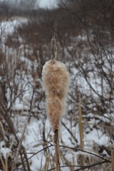 reeds in winter