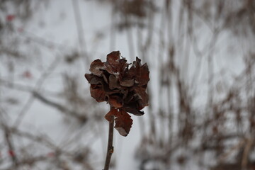 Dry flower in winter