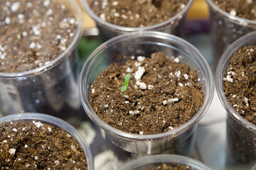 Marijuana indoor seeds germinating on small plastic glasses starting to grow.