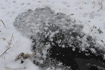 snow covered branches