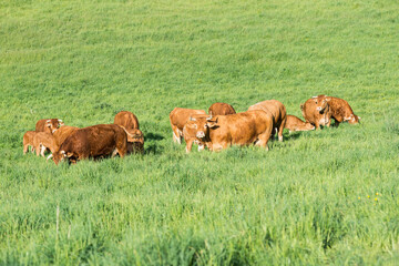 Race bovine de limousine dans un champ d'herbage 