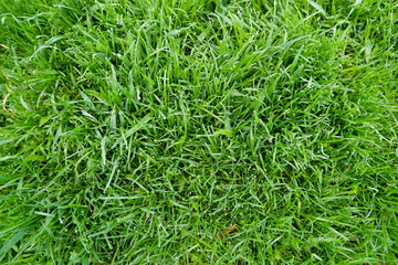 Close up of fresh thick grass with water drops in the early morn
