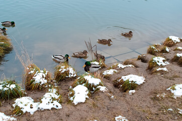 Group wild ducks swimming in winter lake near shore