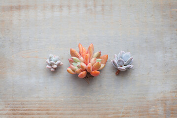 Beautiful colorful succulent echeveria flowers on gray vintage wooden background
