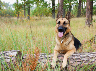 German shepherd dog posing on a log against the background of an autumn forest