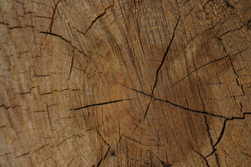 Detail of a ringed and cracked pine tree trunk