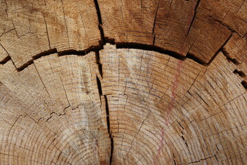 Fototapeta premium Detail of a ringed and cracked pine tree trunk