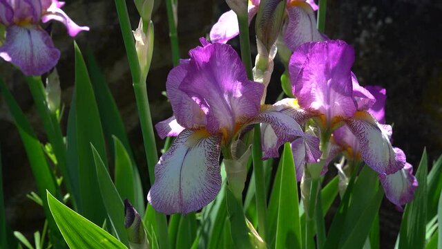 Violette Schwertlilien in Nahaufnahme vor einer alten Mauer