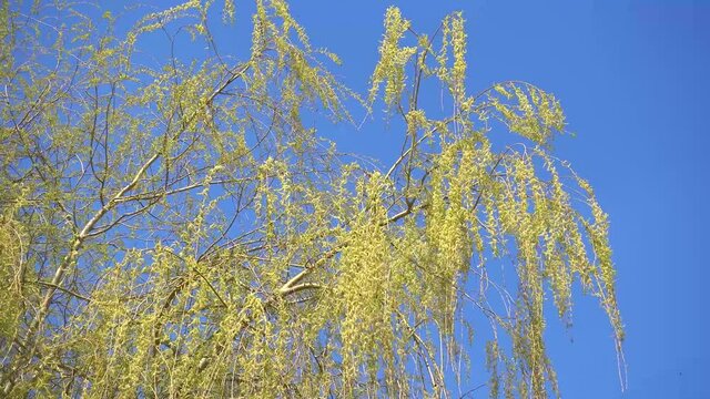 Bl&uuml;hende Zweige einer jungen Weide im Wind, von unten gegen den blauen Himmel