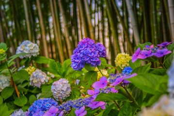 色とりどりの紫陽花（梅雨イメージ）