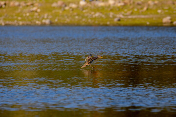
duck flying in the lake