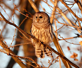 Barred Owl just after sunrise in Tommy Thompson Park, Toronto, Ontario, Canada