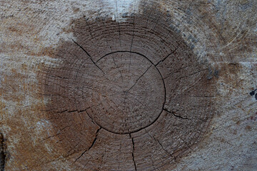 Detail of a ringed and cracked pine tree trunk
