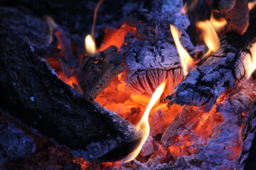a fire, burning wood and embers, charred wood