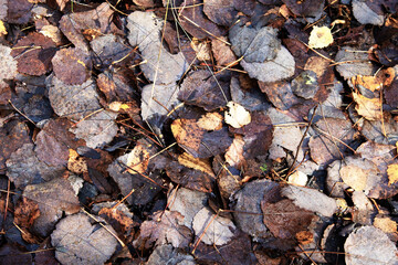 dry withered autumn leaves on the ground