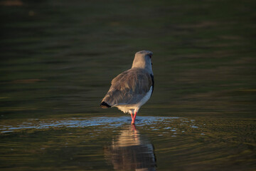 queltehue on the lake