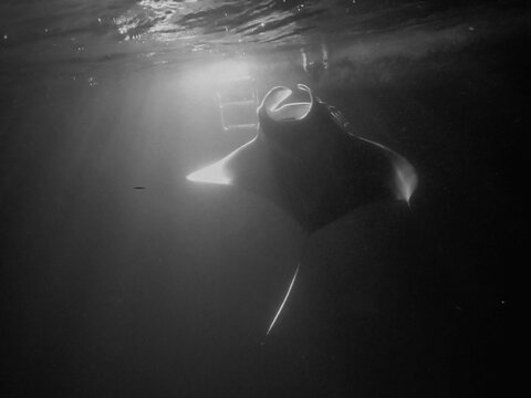 manta ray during dive at night feeding