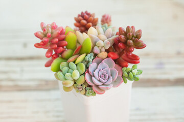 Rare colorful succulent echeveria, sedum, pachyphytum and graptoveria flowers plants, mini garden...