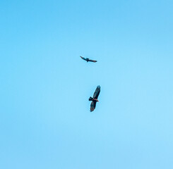 birds in flight