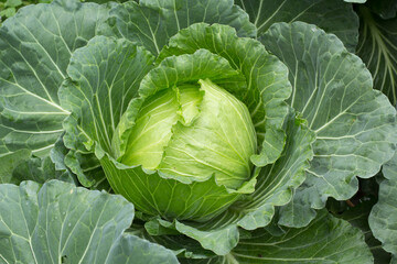 cabbage in the garden