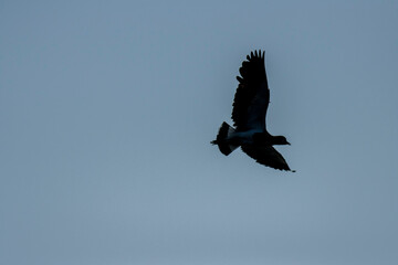 queltehue flying on the lake