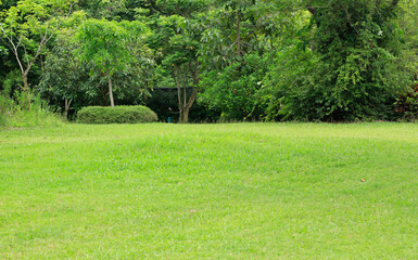 blur trees in the park background