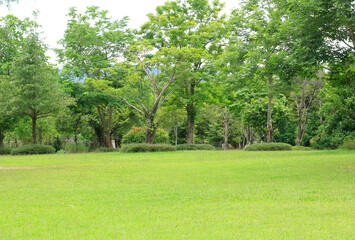 blur trees in the park background