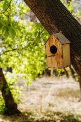Wooden birdhouse attached to a tree trunk in a city park. The picture was taken in autumn in Russia, in the city of Orenburg