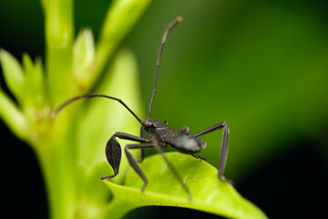 Black Assasin bug macro photo on leaf/Plant